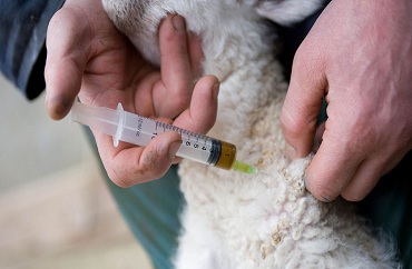 Food and Veterinary